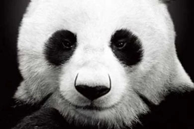 40 New iPhone 4S Wallpapers