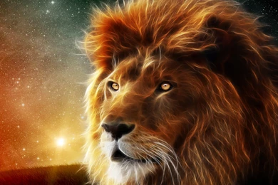Lion Top Images Wallpapers 4072 Hd Wallpapers