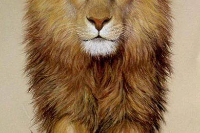 Lion Wallpapers   Android Apps And Tests   AndroidPIT
