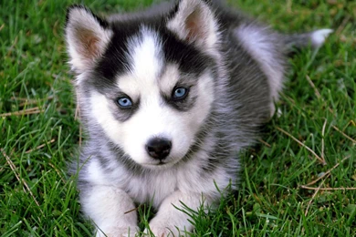 Cute Husky Puppy HD Desktop Wallpapers : High Definition ...