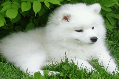 Cute Puppy Christmas Wallpapers