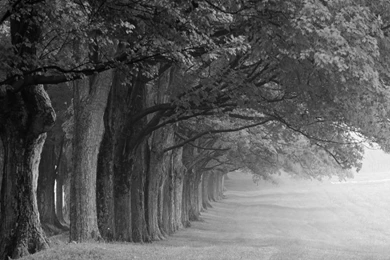 Black And White Desktop Wallpapers   Wallpapers Cave