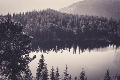 Sea, Black, And, White, Nature, Forest, Monochrome Wallpapers ...