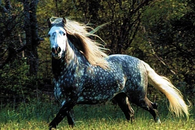 Running Horse Wallpapers Free Download   Free Hd Wallpapers