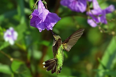 Animals Beautiful Extraordinary Wild Birds Hummingbird Picture ...