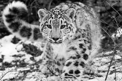 Snow Leopard Wallpapers HD Pictures