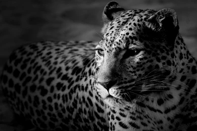 White Leopard Wallpapers