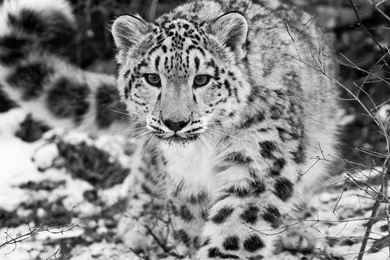 White Leopard Wallpapers