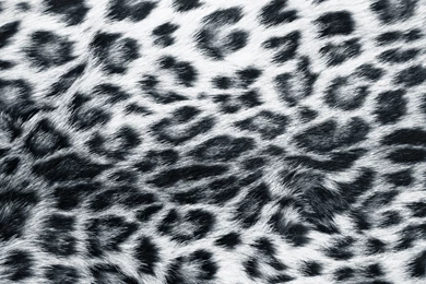 HD Cheetah Print Wallpapers   Wallpapers Zone