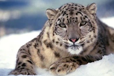 White Snow Leopard