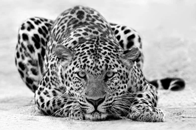 Animals & Birds Tigers Black And White Leopard Staring Wallpapers ...
