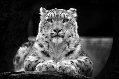 Animals & Birds Black And White Snow Leopard Wallpaper. Black And ...