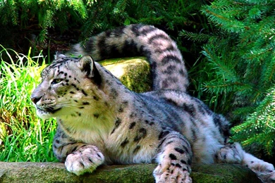 White Leopard Wallpapers   (