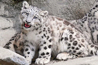34 White Leopard HD Wallpapers 725 :: White Leopards Hd Wallpapers