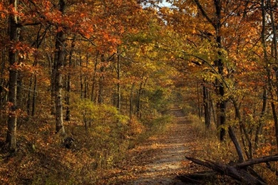 Fall Colors Wallpapers Desktop