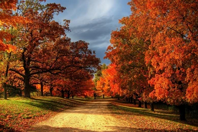 Fall Leaves Collection (41+)