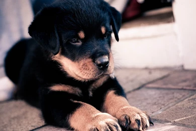 Animal Wallpapers Rakaruan.com: Cute Baby Dog Wallpapers Photo ...