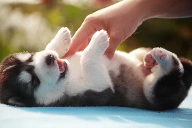 Cute Dogs Wallpapers For Android One Punch Man