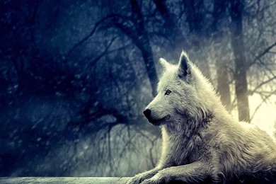 Wolf Hd Wallpapers