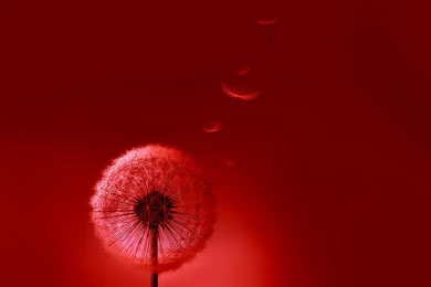 Samsung Galaxy S3 Wallpapers