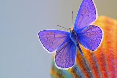 Download Butterfly Hd Wallpapers