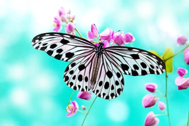 Butterfly Wallpapers 2   Best Wallpapers Collection