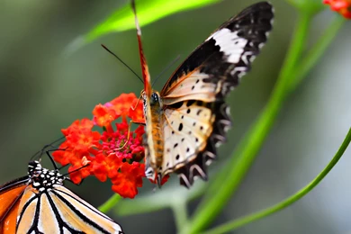 Animals Wallpapers Photos Desktop Wallpapers 1920x1080