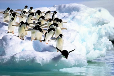 Webshots January Animal Desktop Wallpapers 9 － Animal Wallpapers ...