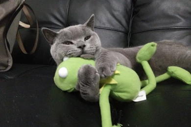 Butters Loves His Kermit Funny   CuteImages.net