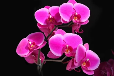 Pink Flower Wallpapers HD Free Download