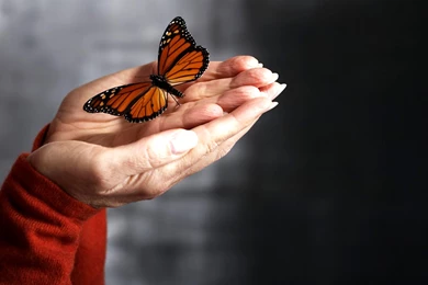 Pink Butterfly Wallpapers Hd For Desktop Backgrounds