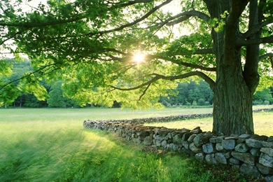 Forest Trail Of Green Trees Hd Desktop Wallpapers Hd Desktop ...
