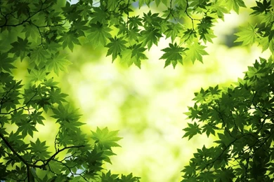 Green trees fullscreeh hd desktop wallpaper free download backgrounds