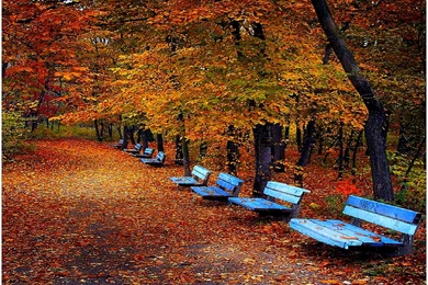 Fall Trees Desktop Background, Wallpaper, Fall Trees Desktop ...