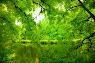 Forests Green Forest Nature Trees Wallpapers For Desktop ~ Forests ...