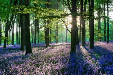 Nature,landscapes Landscapes Nature Trees Forest 2560x1600 ...