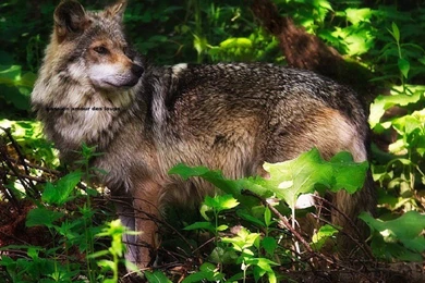 Dogs: Did Everybody Dogs Animals Wolf Trees Desktop Backgrounds ...