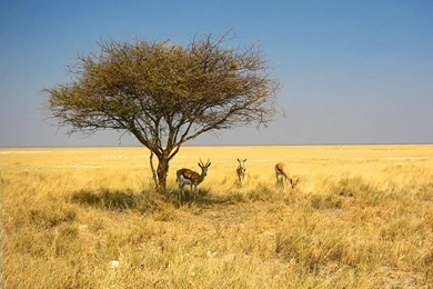 Namibia Wallpapers: Desert, Dunes, Zebra, Etosha National Park ...