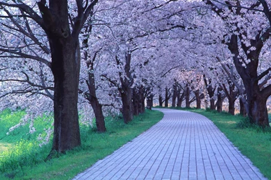 Other Mushroom Autumn Nice Fall Nature Desktop Background Images ...