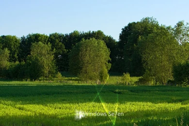 1680x1050 Windows 7 Forest Desktop PC And Mac Wallpapers