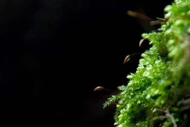 Nature Grass DeviantART Wallpapers