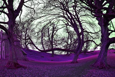 Chatsworth Trees Purple Haze By Oogleeboonnee On DeviantArt
