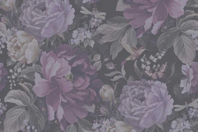 Dianthus Purple Haze f197b5c04a9308f5b08de383926b42f8.jpg