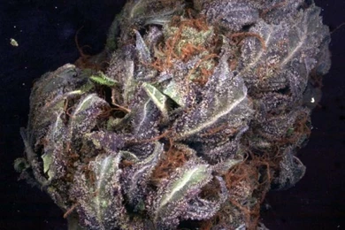 Purple Haze Marijuana Strain Review And Pictures