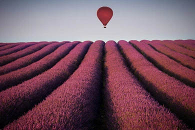 Purple Haze   Desktop Wallpapers