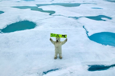 Greenpeace, Global Warming, Arctic Bear, Ice, Stop Global Warming ...