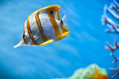 Animals, Elephants, Underwater, Africa, Nature, Wildlife ...