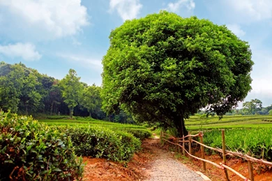 Nature Wallpaper: Landscape 1080p Wallpapers HD Resolution ...