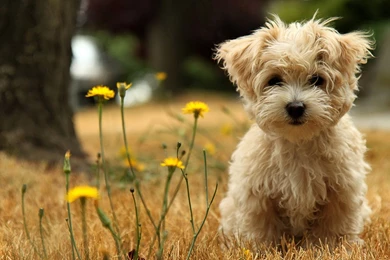 Cute Puppy Wallpapers
