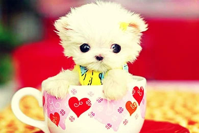 Desktop Cute Puppy Wallpapers Hd 3d Hd Pictures.